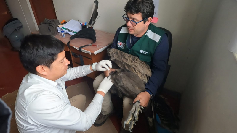 Médico veterinario de la UNAMBA apoya a SERFOR en tratamiento a cóndor que se encontraba en custodia de la Municipalidad de Turpay