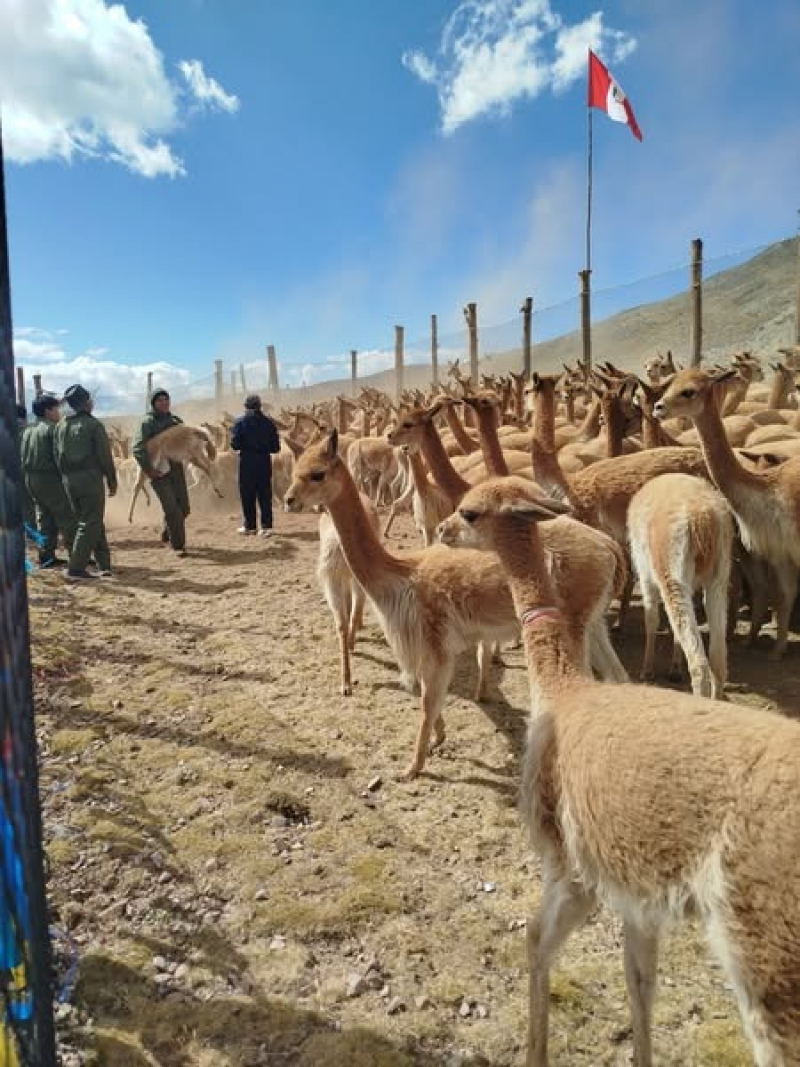Estudiantes de Medicina Veterinaria y Zootecnia participan en el &quot;I festival de la Vicuña&quot;