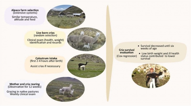 UN APORTE AL DESARROLLO REGIONAL Y LA CRIANZA DE ALPACAS EN LOS ANDES