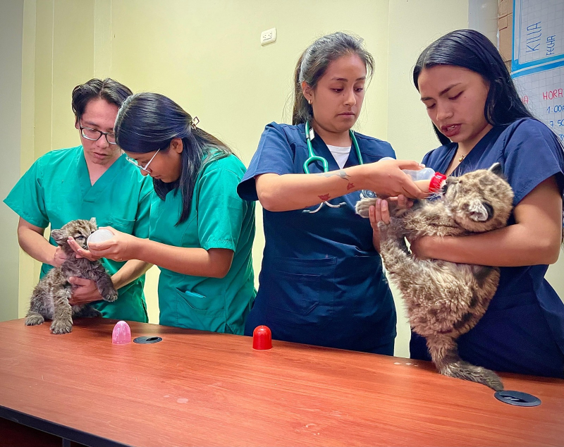SERFOR y UNAMBA unen fuerzas para la rehabilitación de dos crías de Puma Andino