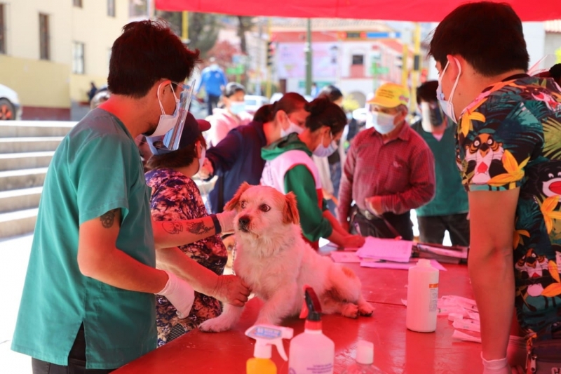 Estudiantes de Medicina Veterinaria y Zootecnia de la UNAMBA atendieron en la campaña de desparasitación de mascotas